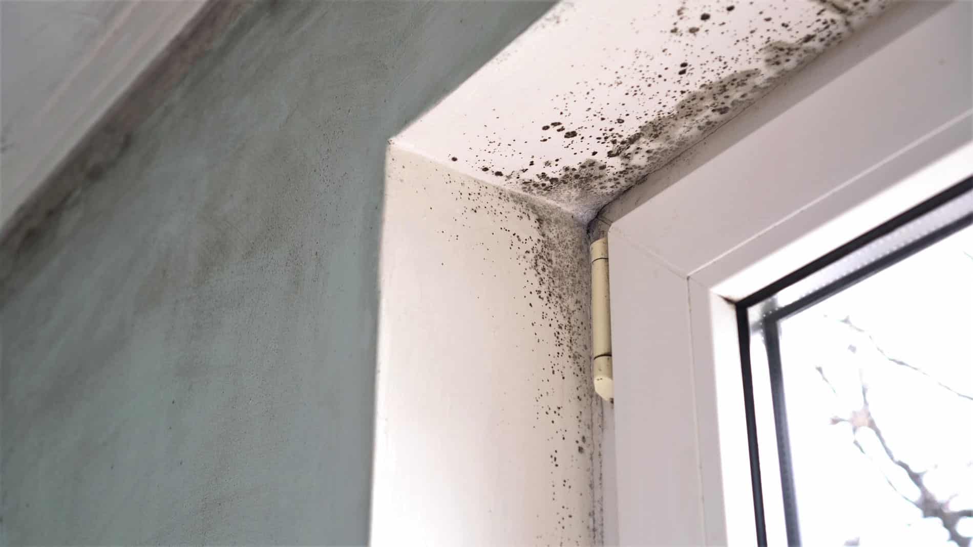 Quelles sont les origines de la moisissure au mur et comment s’en débarrasser
